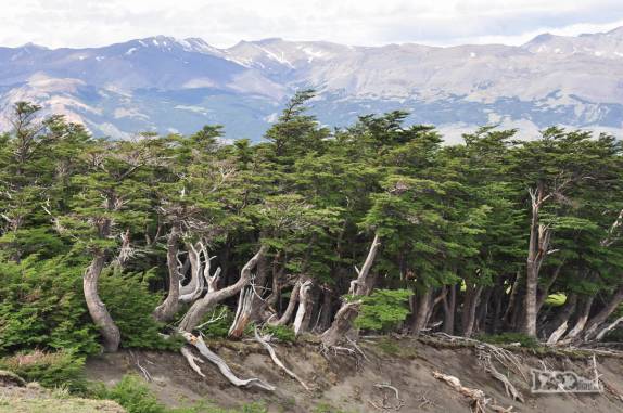 Uma mata no caminho da Loma del Pliegue Tumbado, no Parque Nacional Los Glaciares, em El Chaltén, na patagônia argentina